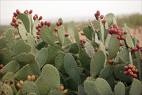 http://www.mccullagh.org/photo/1ds-4/prickly-pear-cactus-flowering