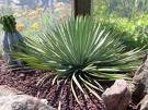 http://cactiguide.com/cactiornot/