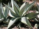 http://www.fussyfoodie.co.uk/foodie/1369/agave-nectar/