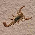 http://fireflyforest.net/firefly/2005/06/12/scorpion/