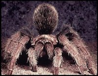 Arizona Tarantula Migration!